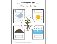 what does a plant need.pdf
